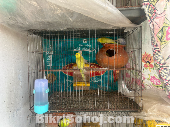 বাজরিগার রানিং পাখি বিক্রি করবো।
